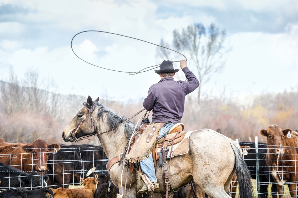 Refining Your Roping Skills: What It Takes to Be a Roper