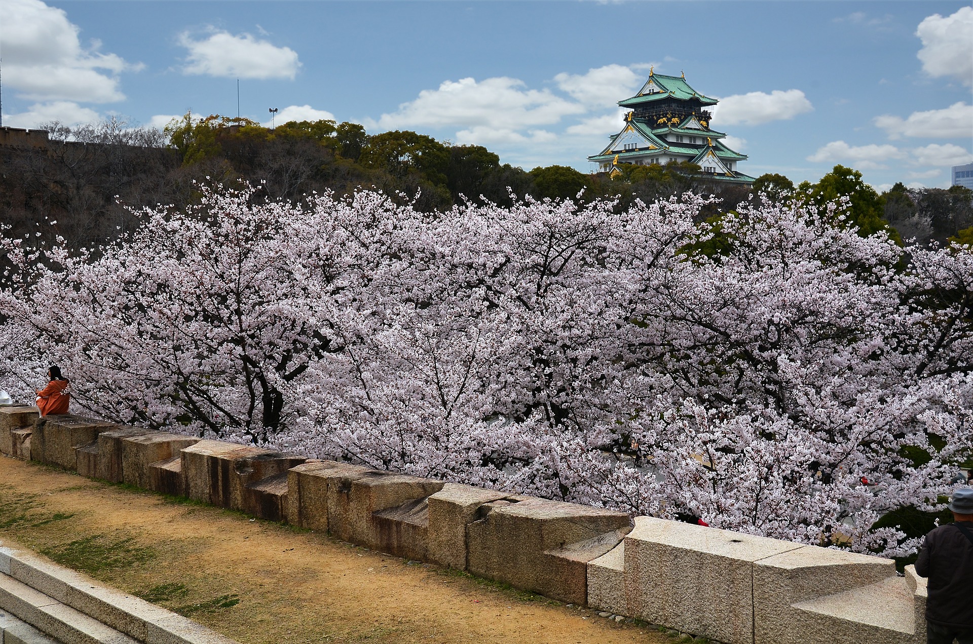 osaka cherry blossoms guide