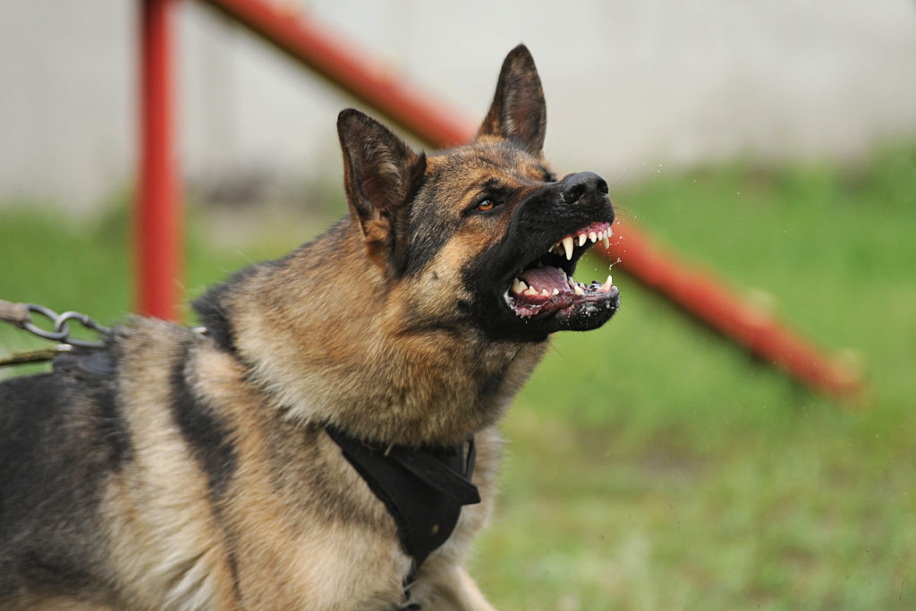 Aggressive dog barking