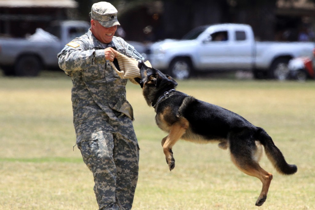 military dog in training