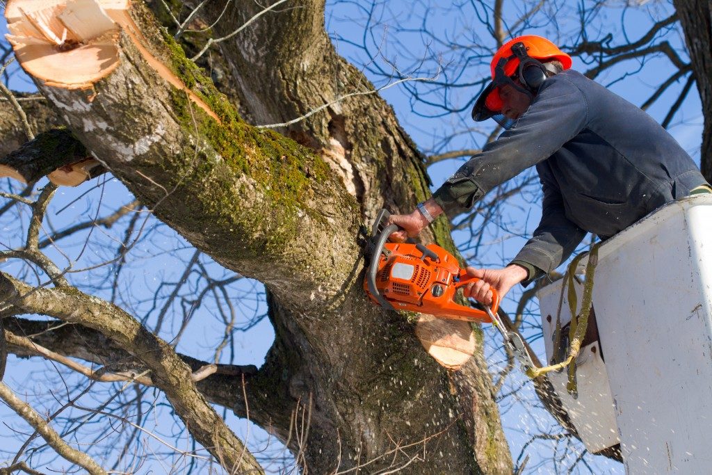 A tree surgeon cuts and trims a tree