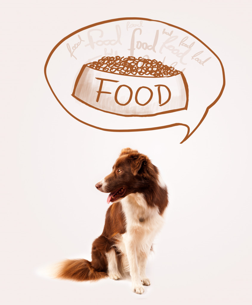 Food written in a speech bubble over a dog's head