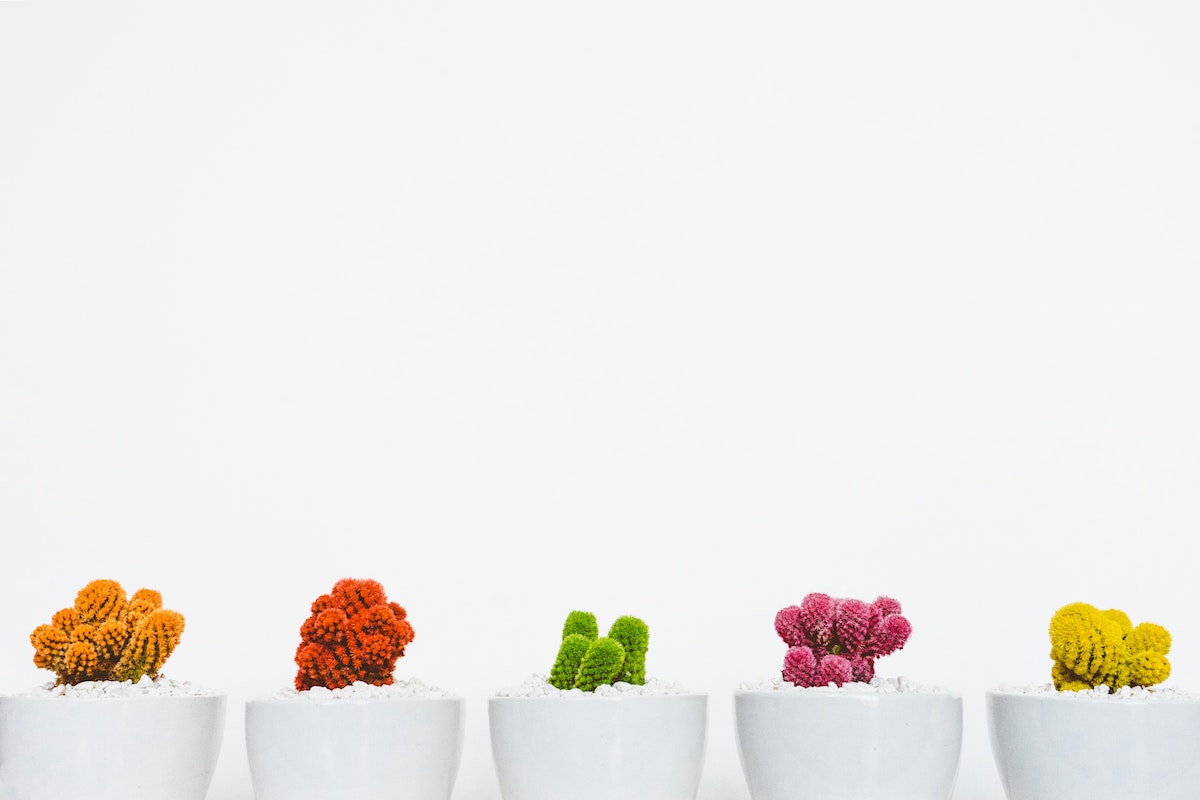 five assorted color cacti