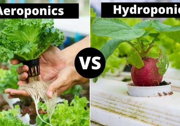 aeroponics-vs-hydroponics